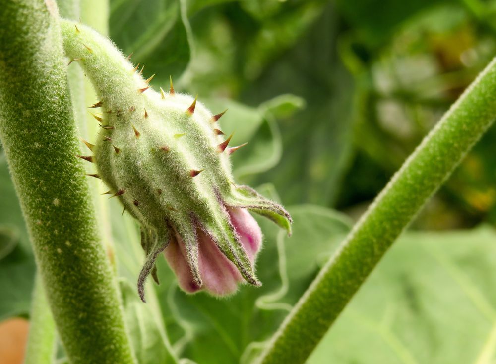 Eggplant inflorescence