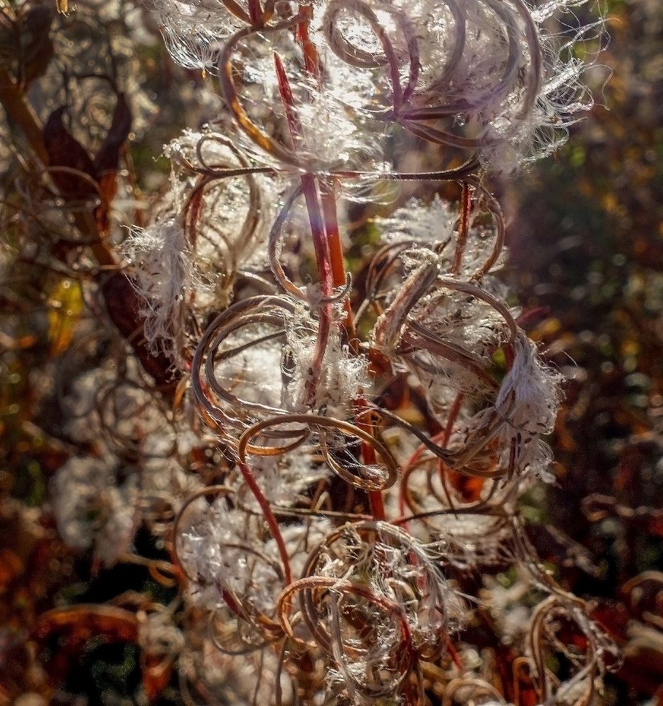 Photograph by IRINA KORNEVA