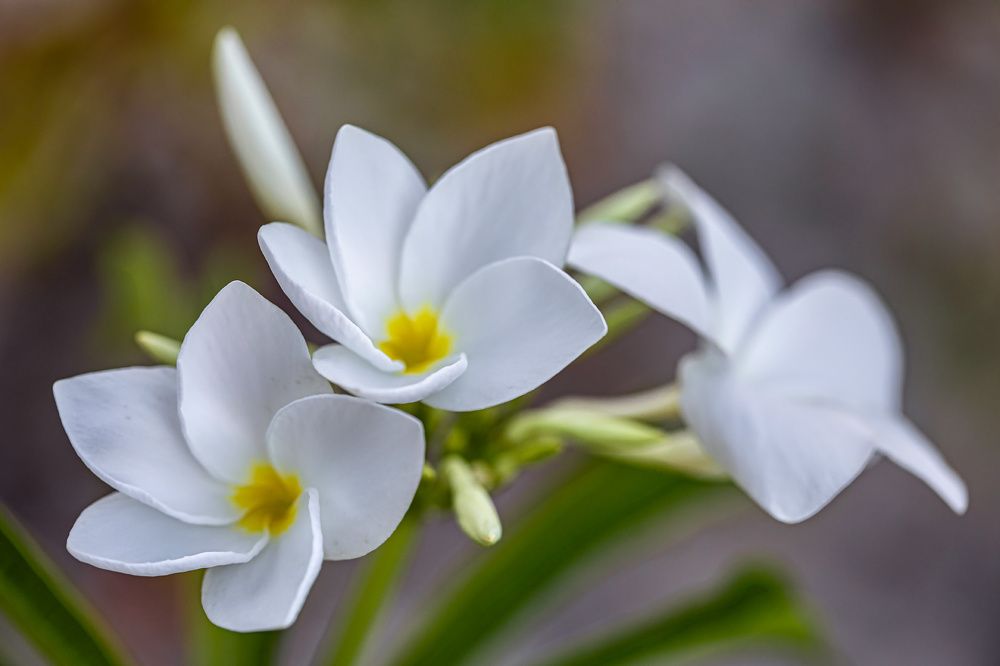 Photograph by Ирина Остапенко