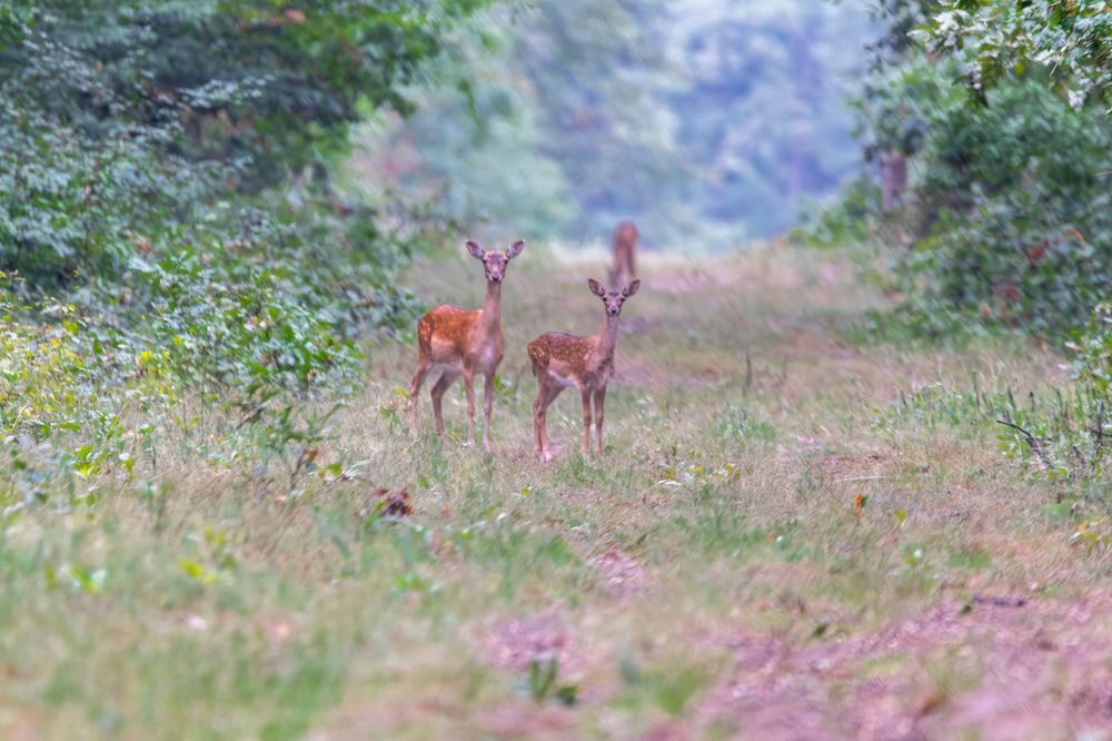 Photograph by George Alexandru Ghiuro