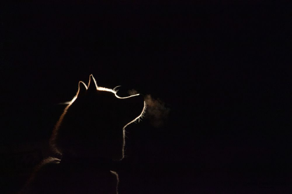 Photograph by Алина Перескокова