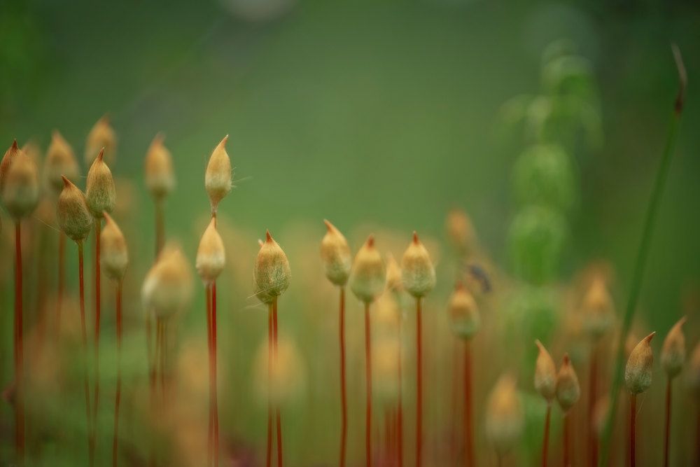 Кукушкин лен