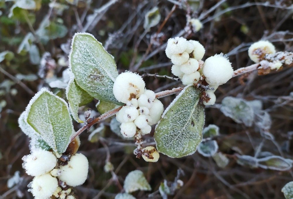 Фотография автора Елена Александрова