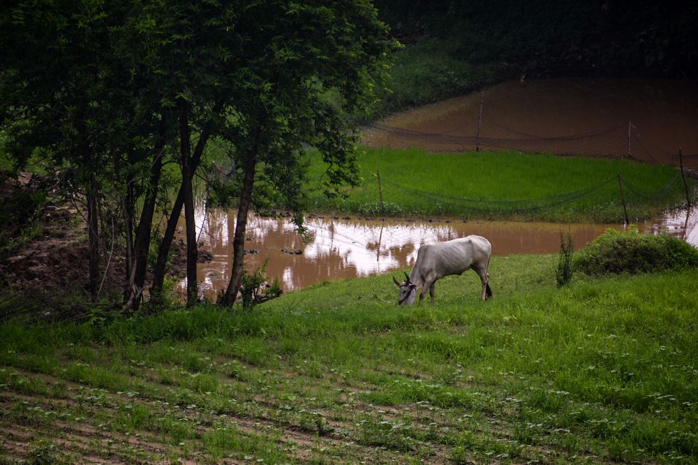 Фотография автора ABHISHEK SHAH