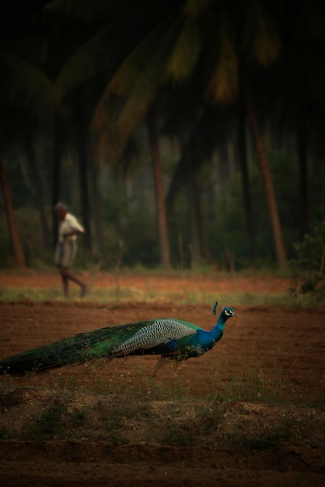 Photograph by Hari Raghavan