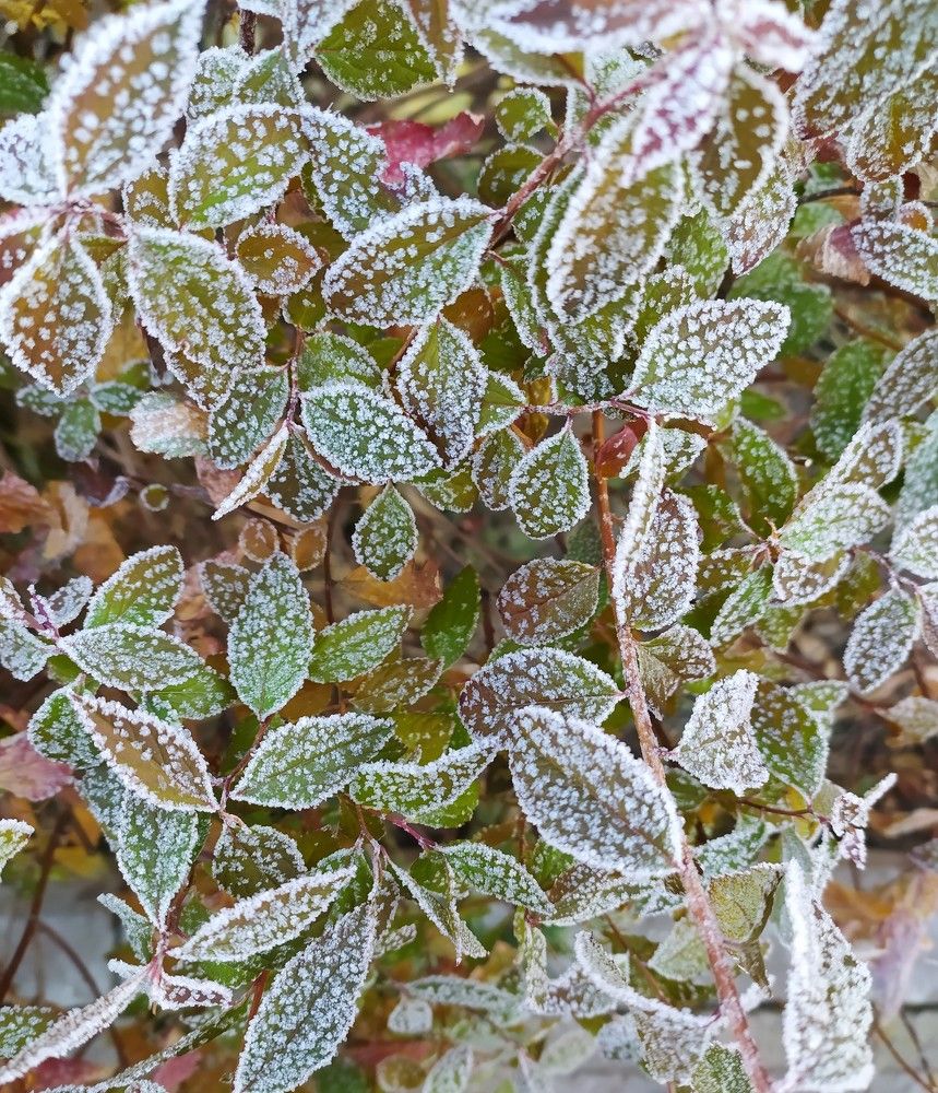 Фотография автора Елена Александрова