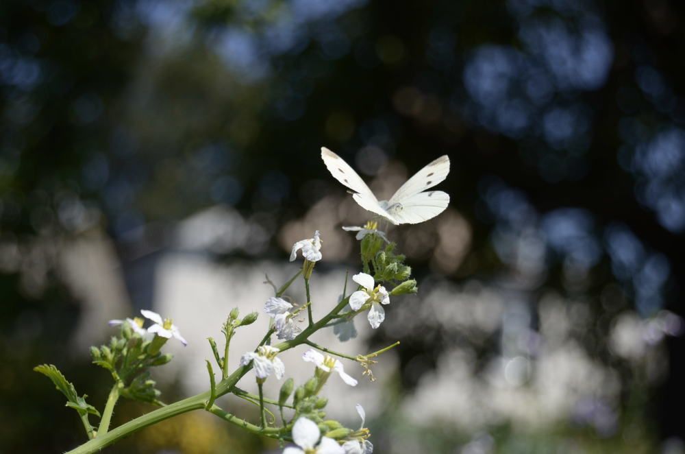 Photograph by Анастасия Кудина