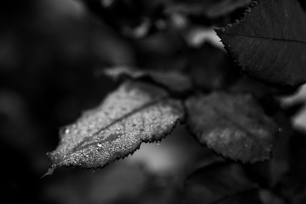 Photograph by Наталья