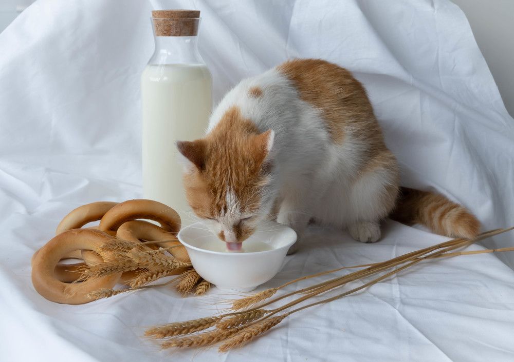 Фотография автора Оксана Белозерская