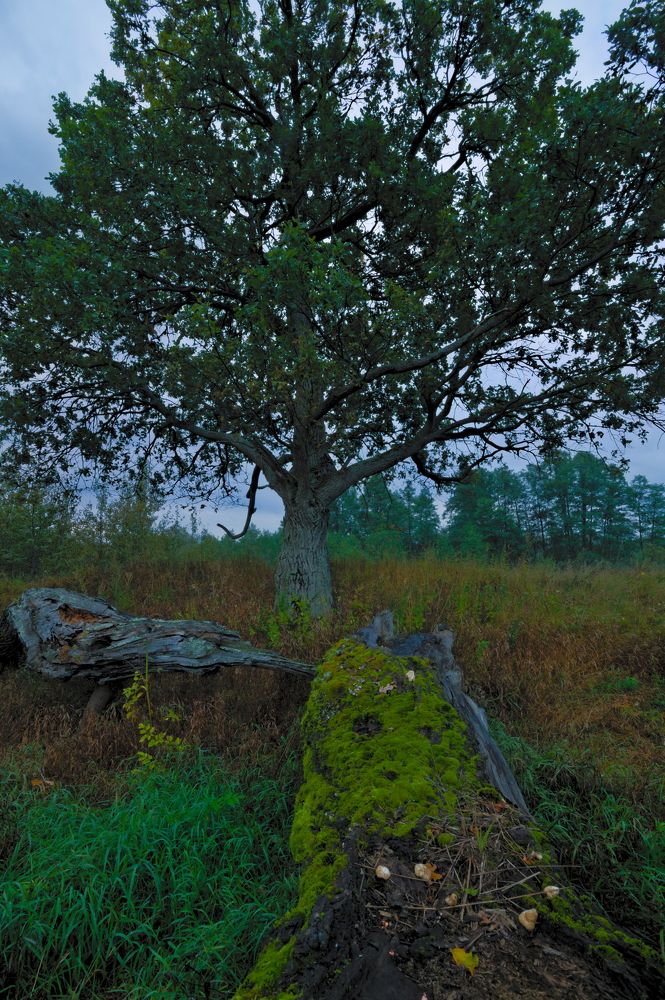 Photograph by Дмитрий Павлов