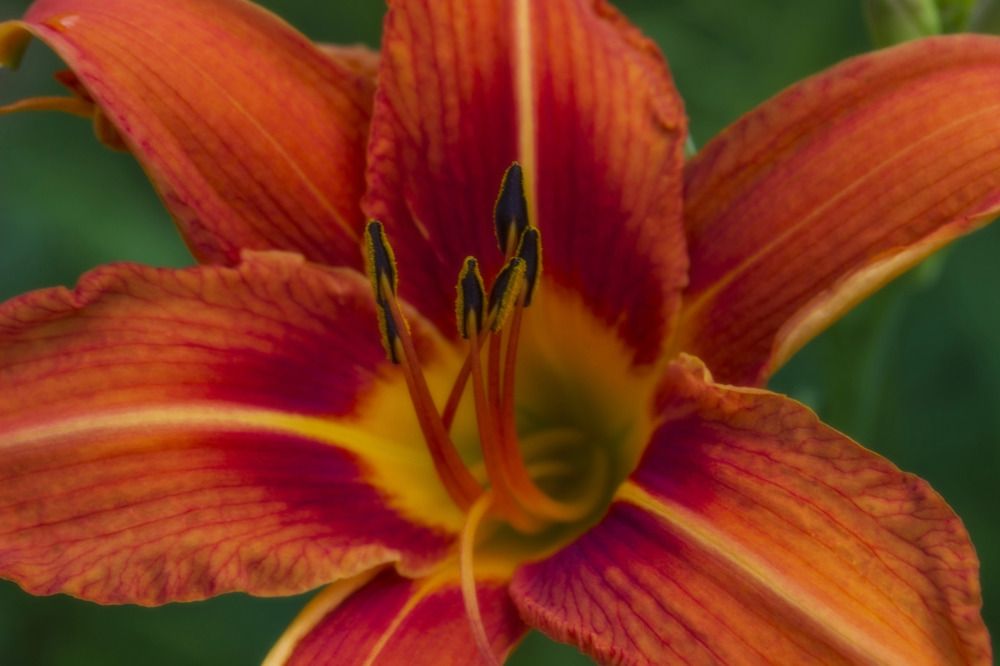 Photograph by Leanid Kulpo