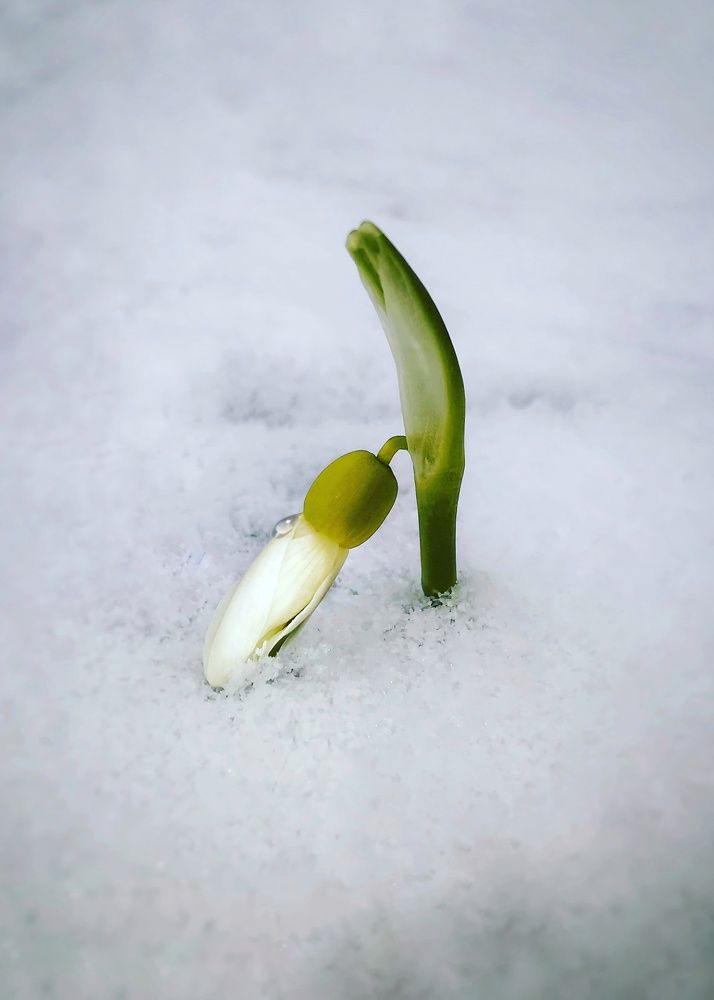 Первые цветы