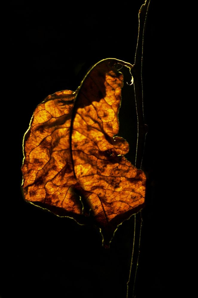 Осенний лист