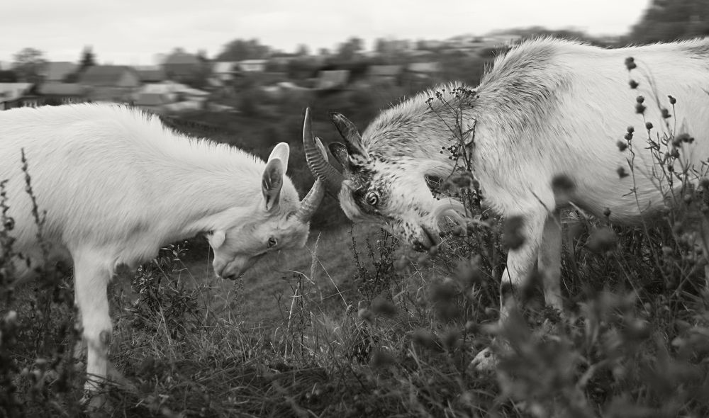 Photograph by Ирина Архипова