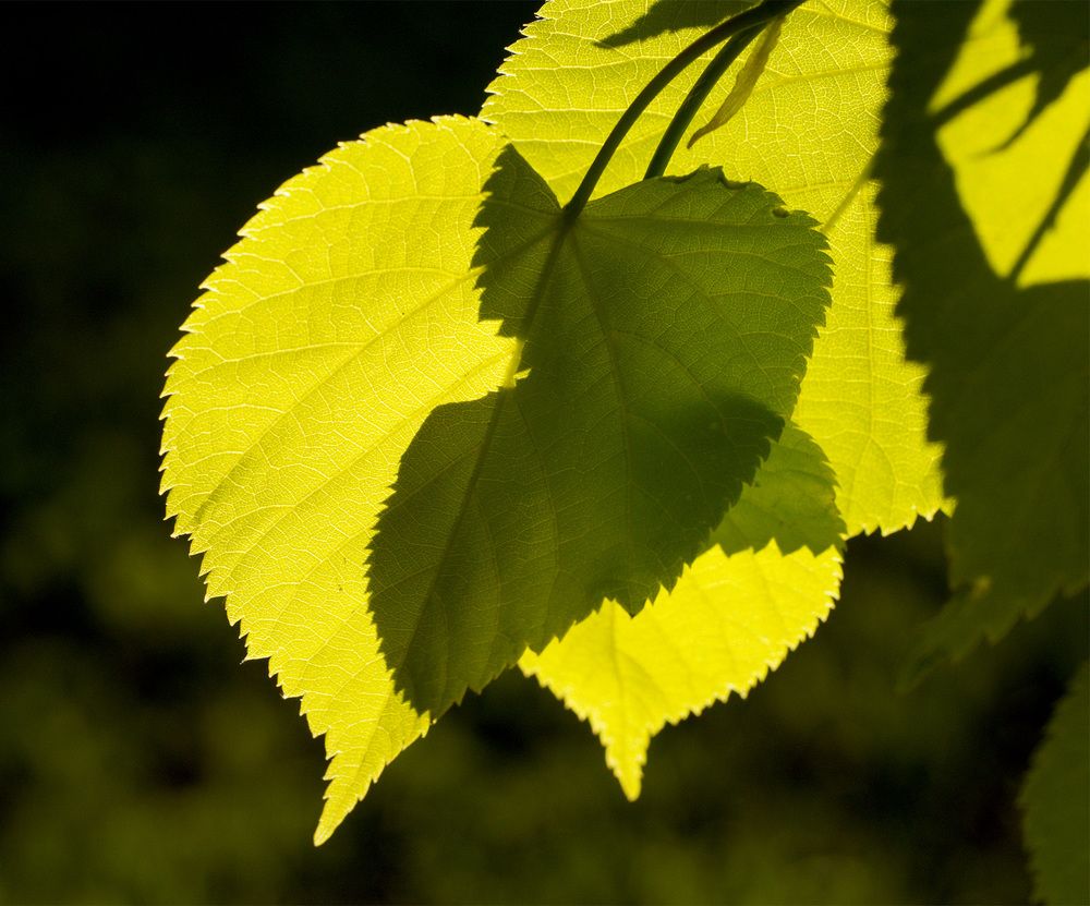 Photograph by Павел Кулинич