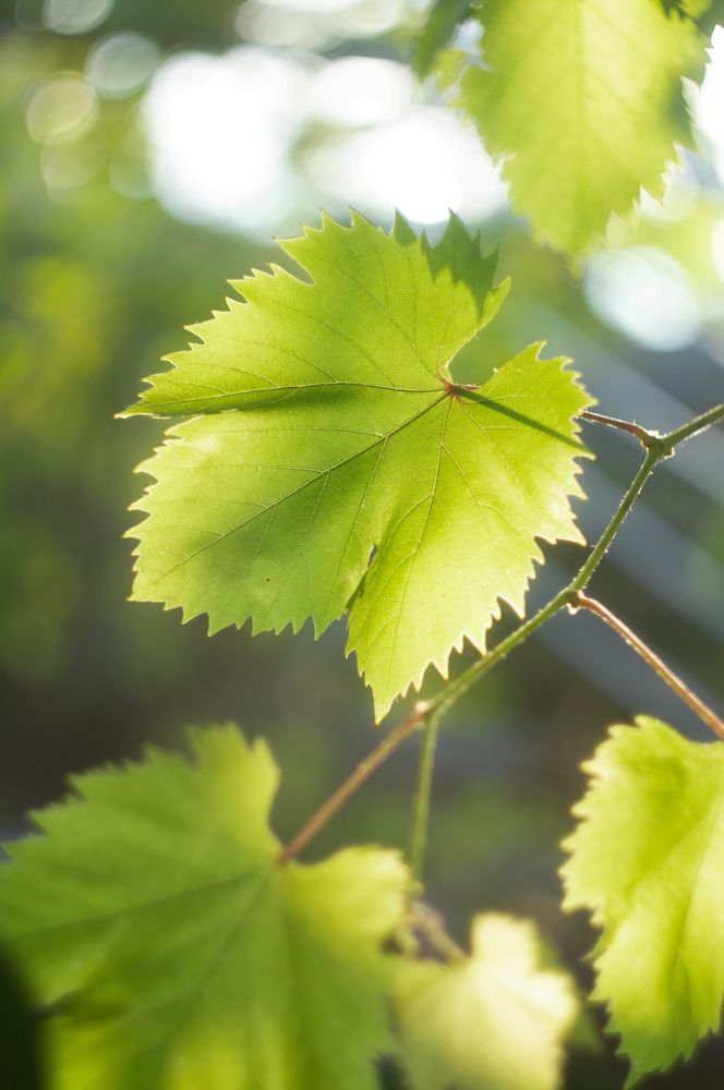 Photograph by Кристина Доманина