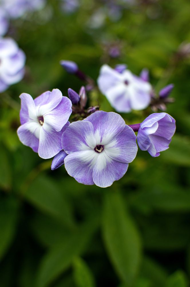 Photograph by Кристина Доманина