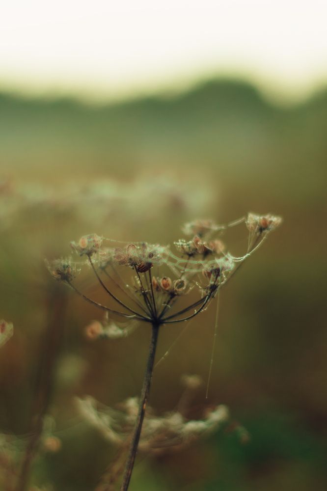 Photograph by Angelina Karelina