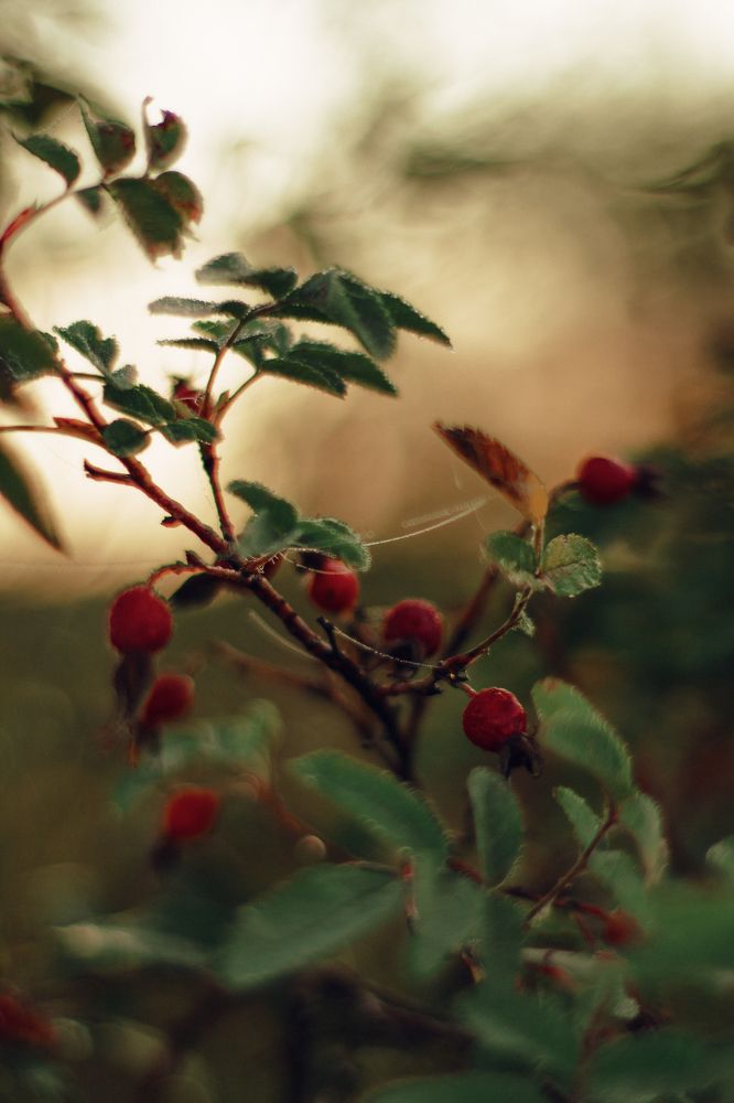 Photograph by Angelina Karelina