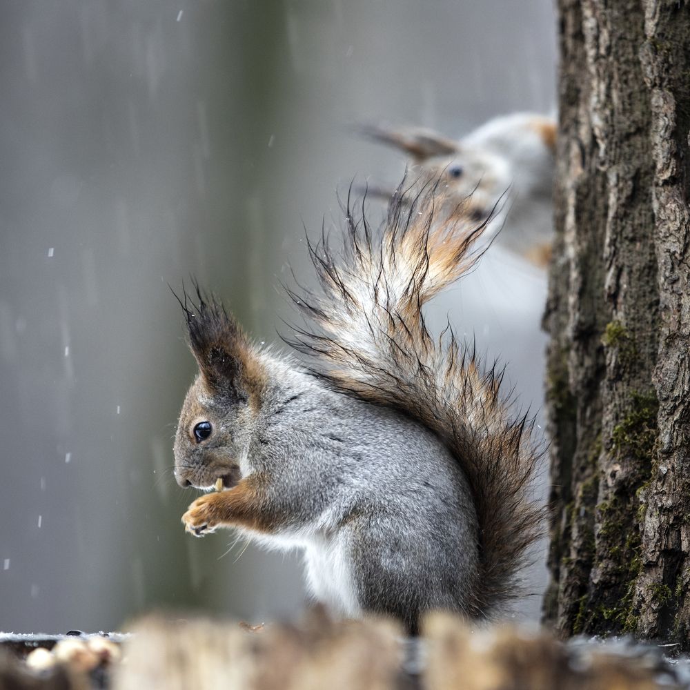 Photograph by Владимир Остапенко