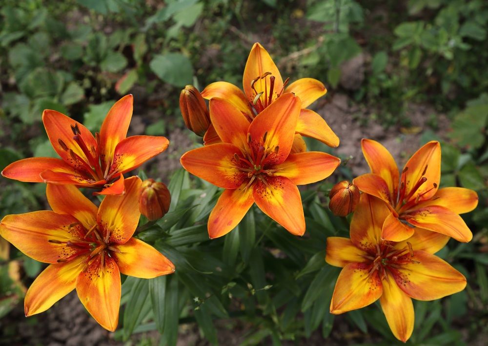 Оранжевые звезды