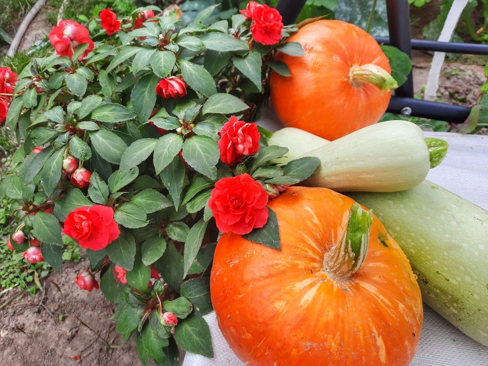 Дачный натюрморт