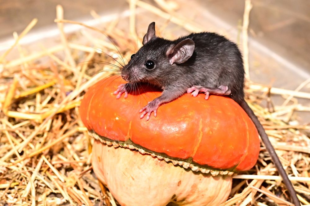 Photograph by Светлана Ивановна