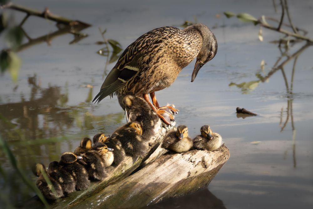 Photograph by Maxim Misyura