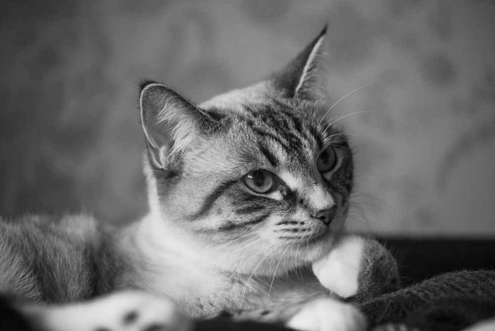 Photograph by Lev Kaufman