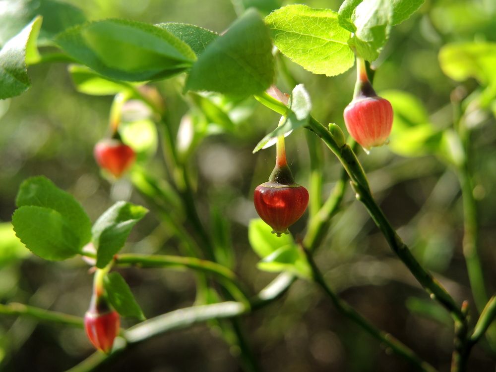 Как цветёт черника