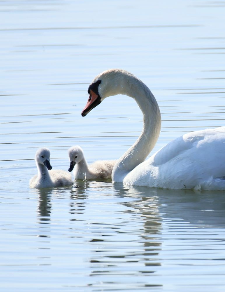 Photograph by Olga Asson