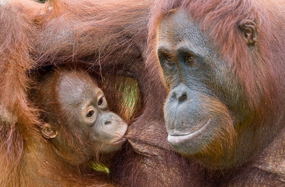 Photograph by Elena  Ovsyankina