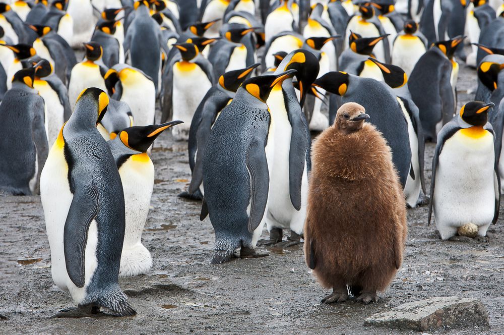 Photograph by Elena  Ovsyankina