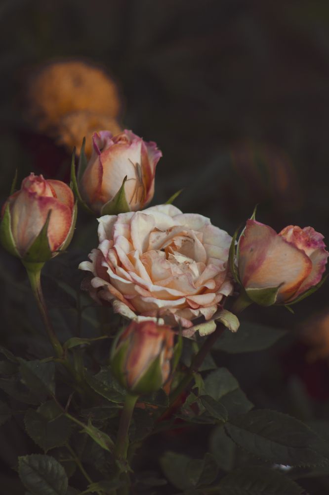 Photograph by Anna Dubinina