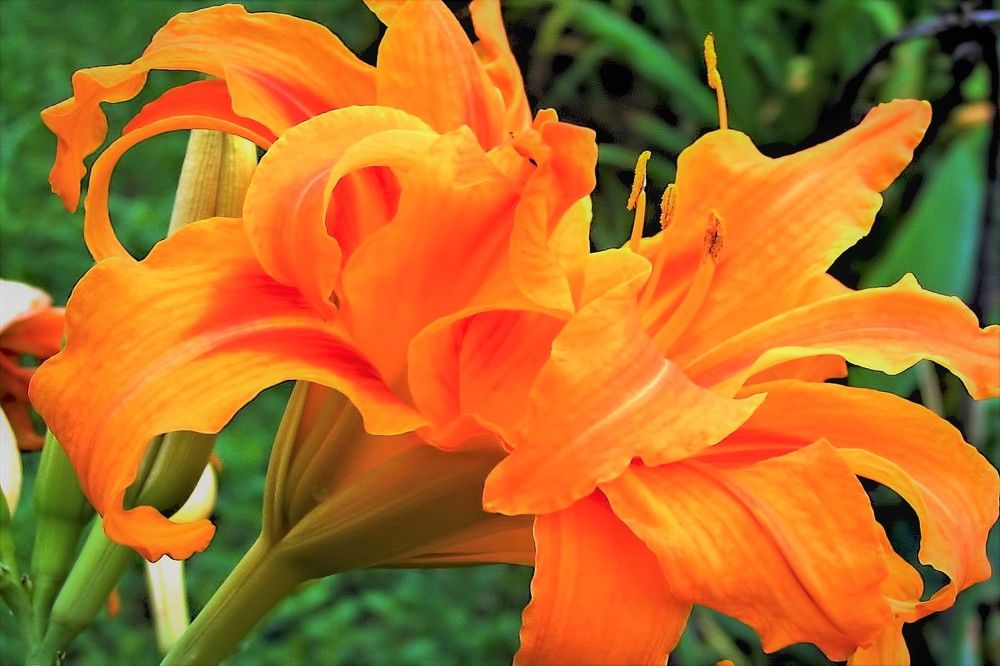 Photograph by A. G. Bisschop