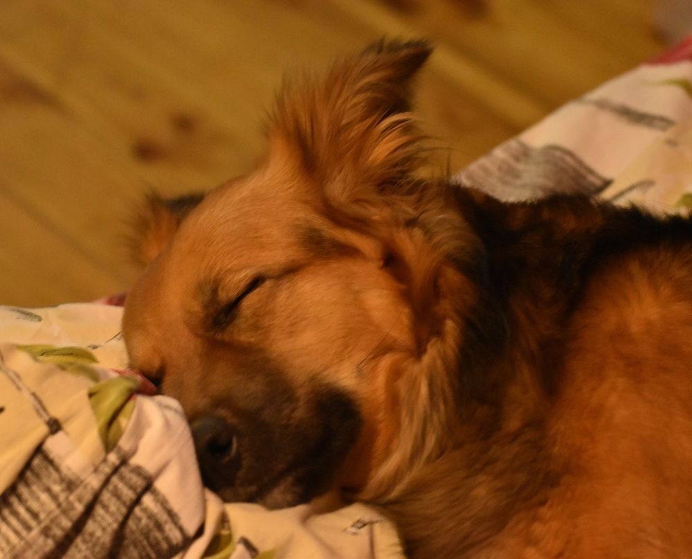 Фотография автора Catherine Shashkova