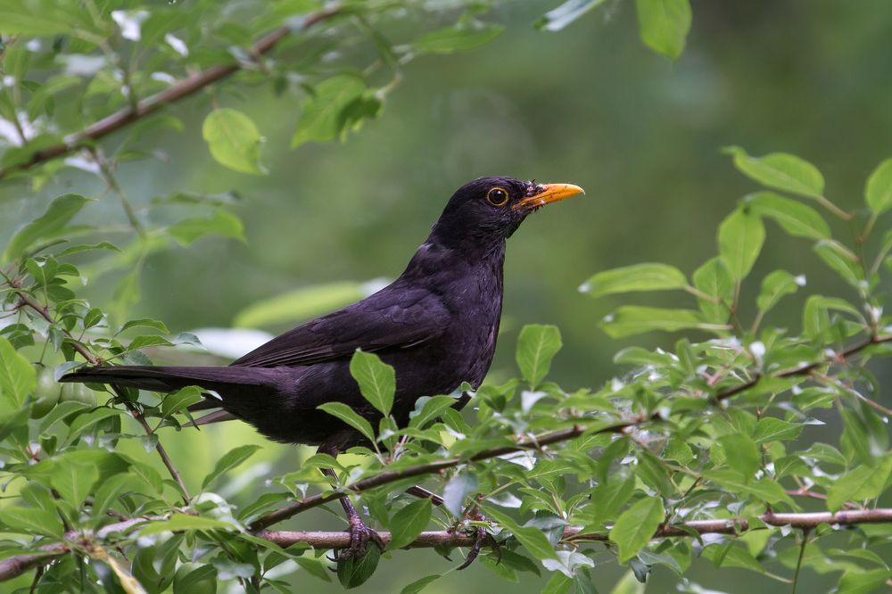 Photograph by Коркин Вадим