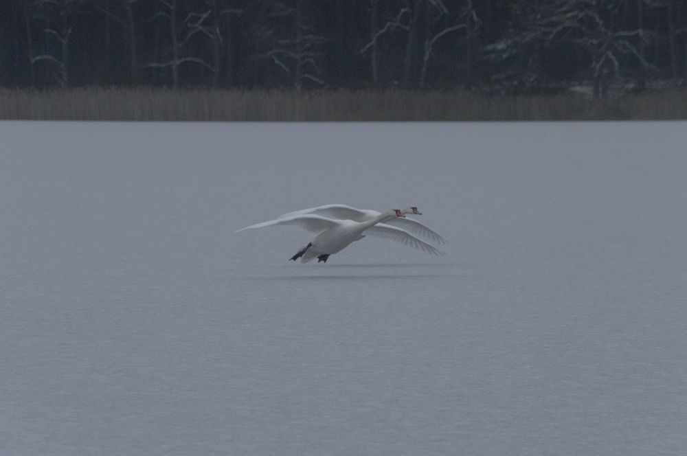 Photograph by Елена Кошелева