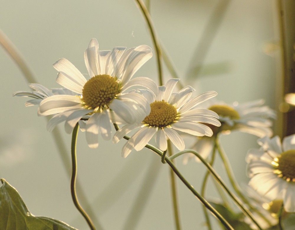 Photograph by Елена Кошелева