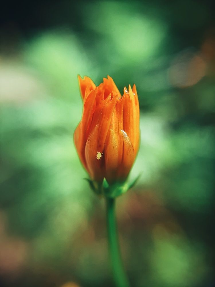 Photograph by Lahiru Prasanna