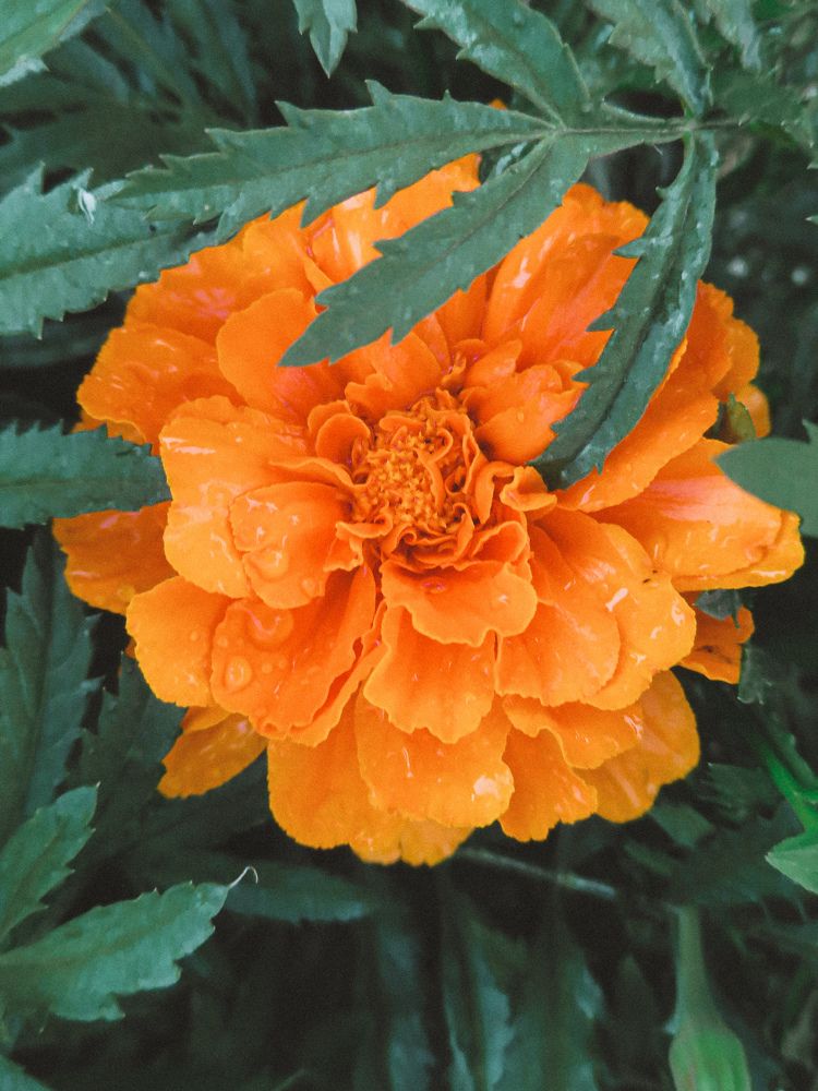 Photograph by Дарья Овсянникова