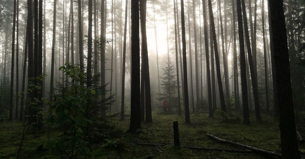 Photograph by Лариса Неудачина