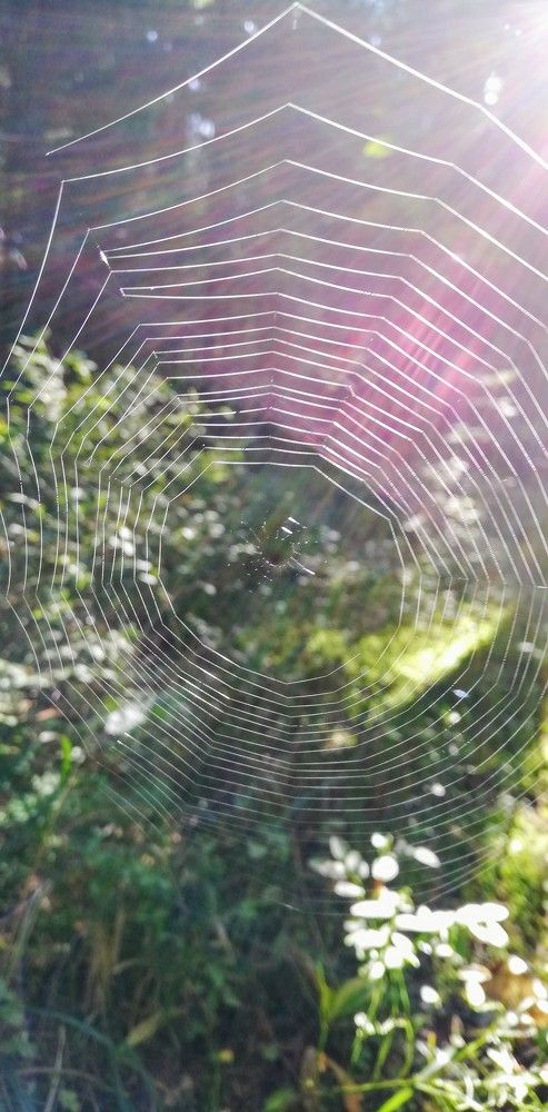 Лесная симфония