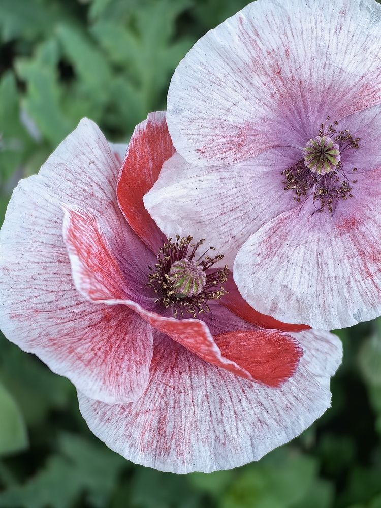 Photograph by Анастасия Позинич