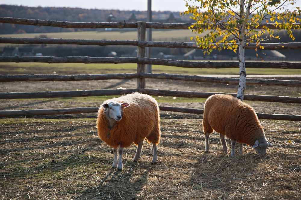 Photograph by Сергей Шпаков