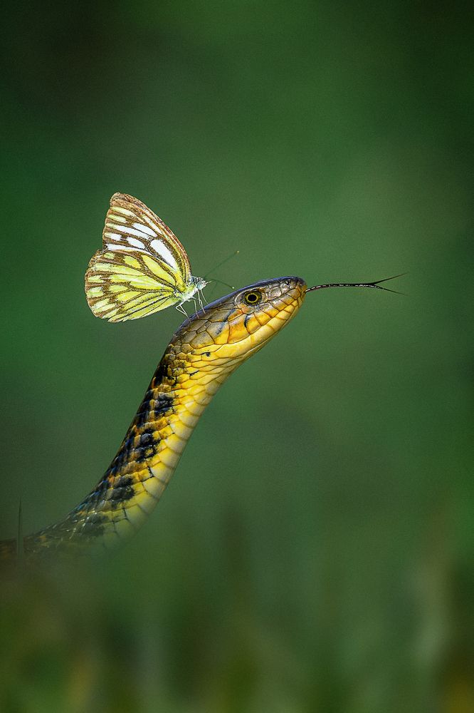 BEAUTY AND THE BEAST