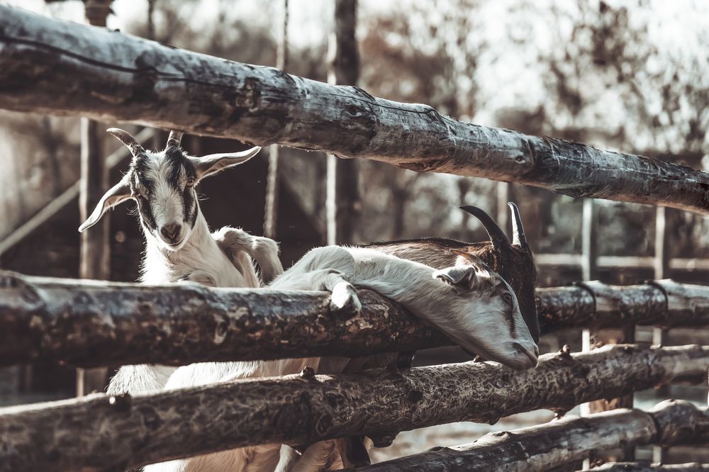 Photograph by Сергей Шпаков