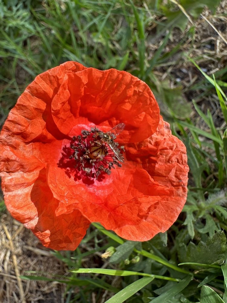 Photograph by Лидия