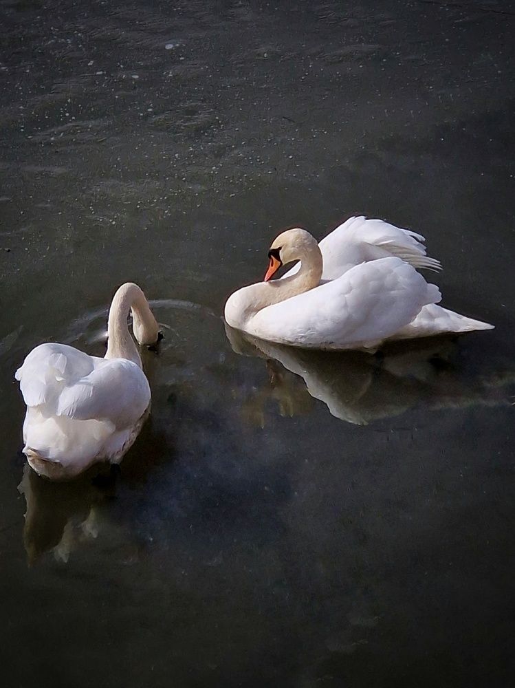 Photograph by Irina Ebral