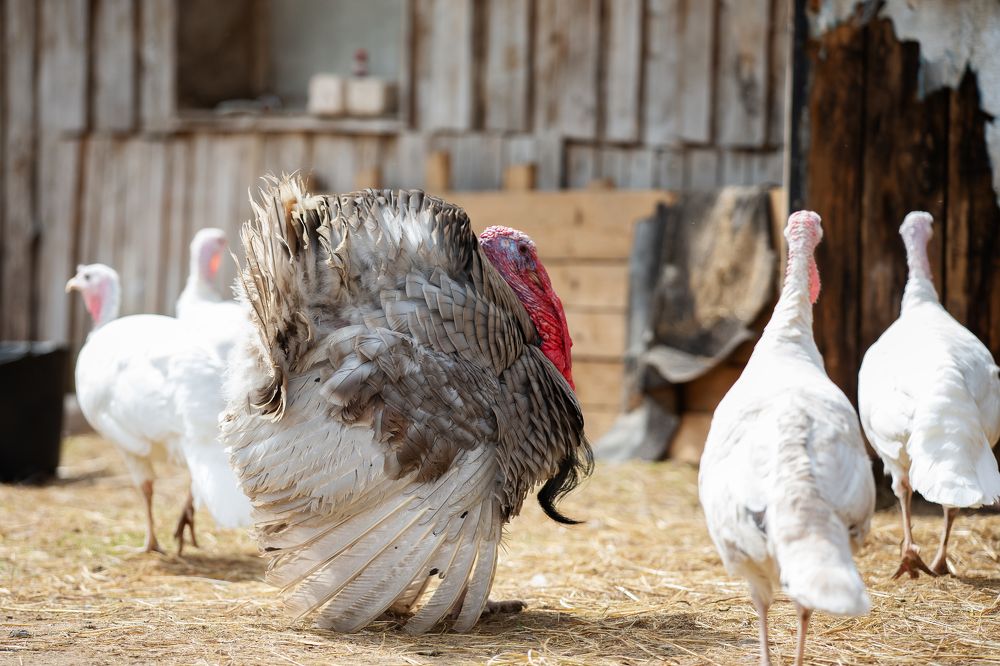 Photograph by Kovaleva Irina